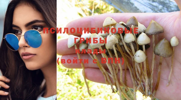 крисы Абаза